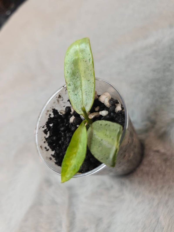 💚Hoya lacunosa Winter Pandora Kopfsteckling