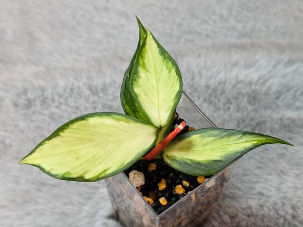 💚 sehr selten Hoya polyneura inner Variegata Top Cutting 💚