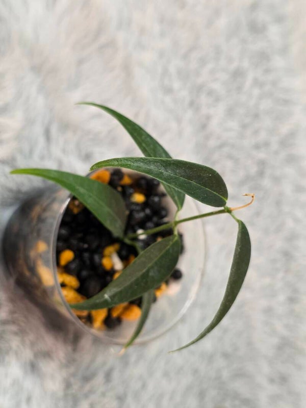 💚 Hoya leucantha top Cutting 💚