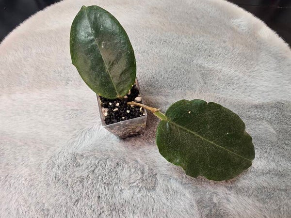 💚 Hoya versteegii top Cutting 💚