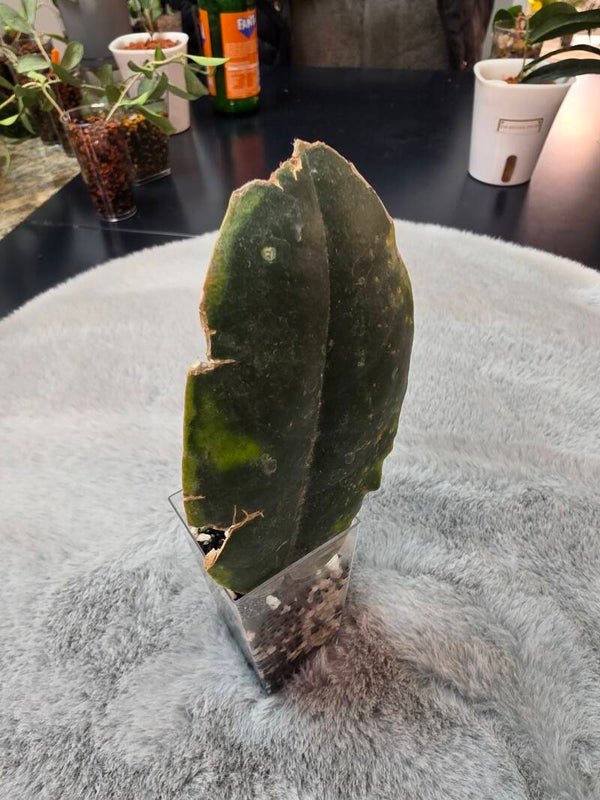 💚 Hoya versteegii Ableger Cutting bewurzelt 💚