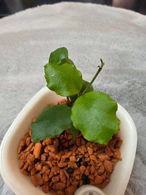 💚 Hoya kanyakumariana im Sb Topf voll bewurzelt 💚