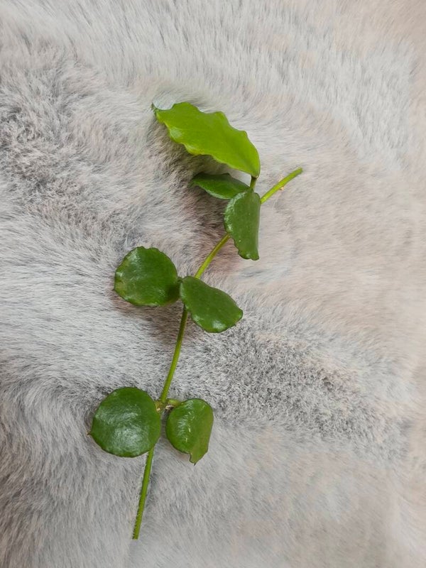 💚 Hoya kanyakumariana unbewurzelt Top Steckling 💚