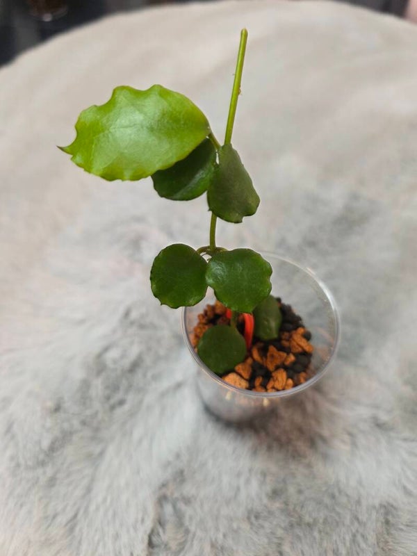 💚 Hoya kanyakumariana bewurzelt 💚