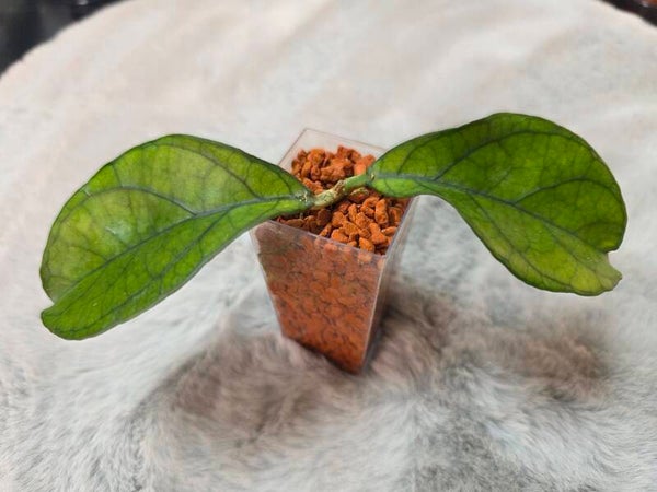 💚 Hoya hainanensis Ableger💚