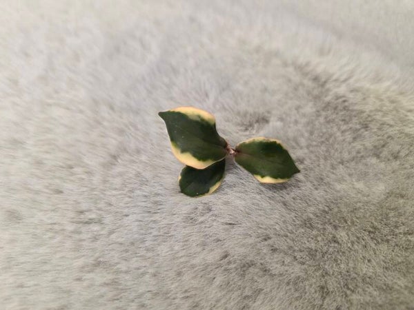 💚 Hoya carnosa Holliana outer variegata Kopfsteckling Top 💚