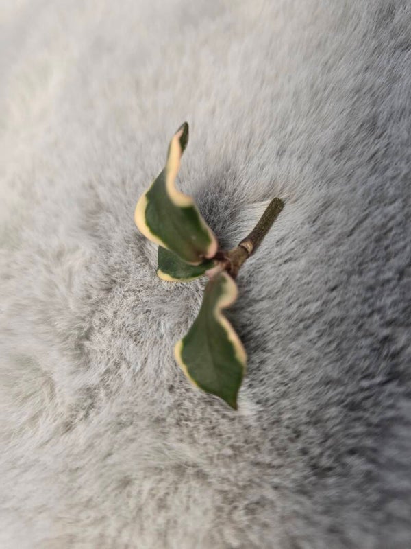 💚 sehr selten Hoya carnosa Holliana outer variegata Top Cutting 💚