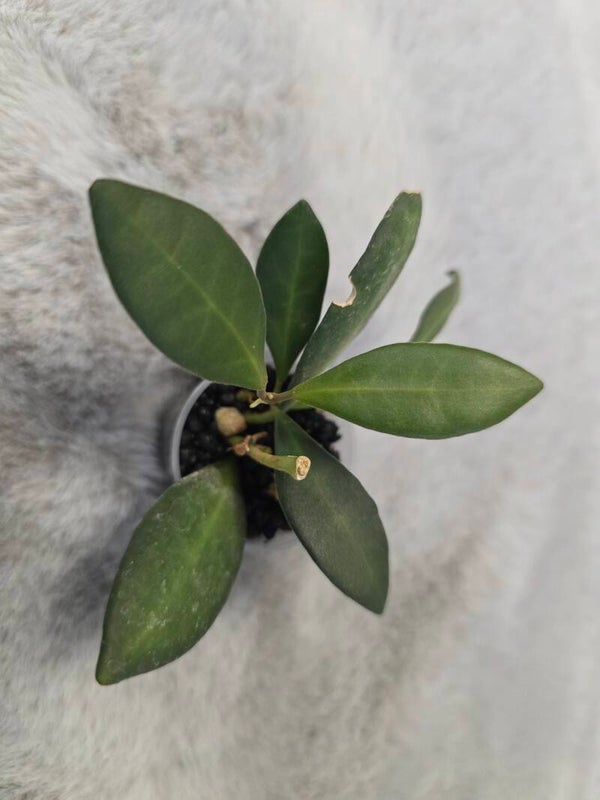 💚 Hoya burtoniae Cutting bewurzelt 💚