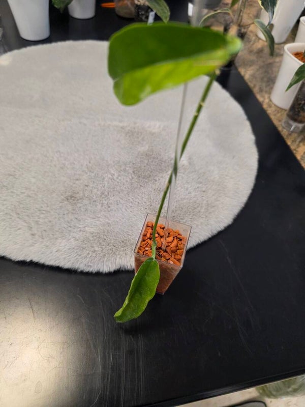 💚 Hoya subcalva Orange Top Cutting 💚