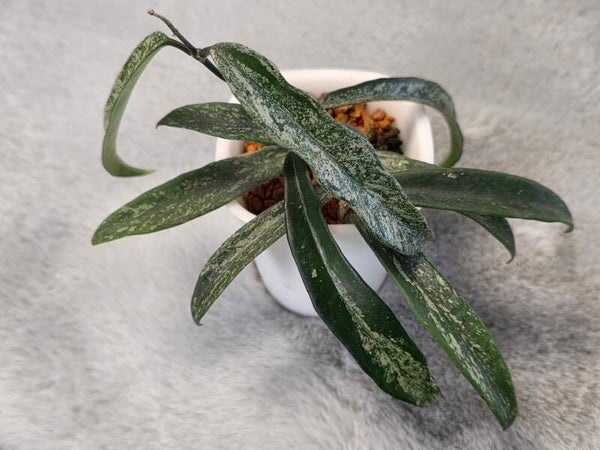 💚 Hoya minibelle Splash Pflanze im Sb-Topf 💚