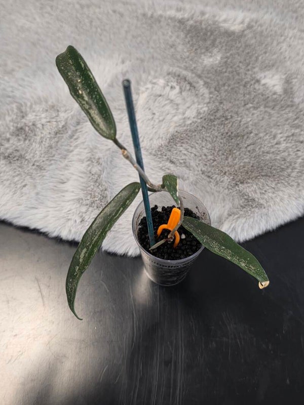 💚 Hoya minibelle Splash💚 Top Cutting