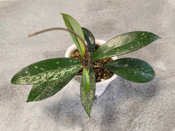 💚 Hoya pubicalyx Reva high Splash top Cutting 💚