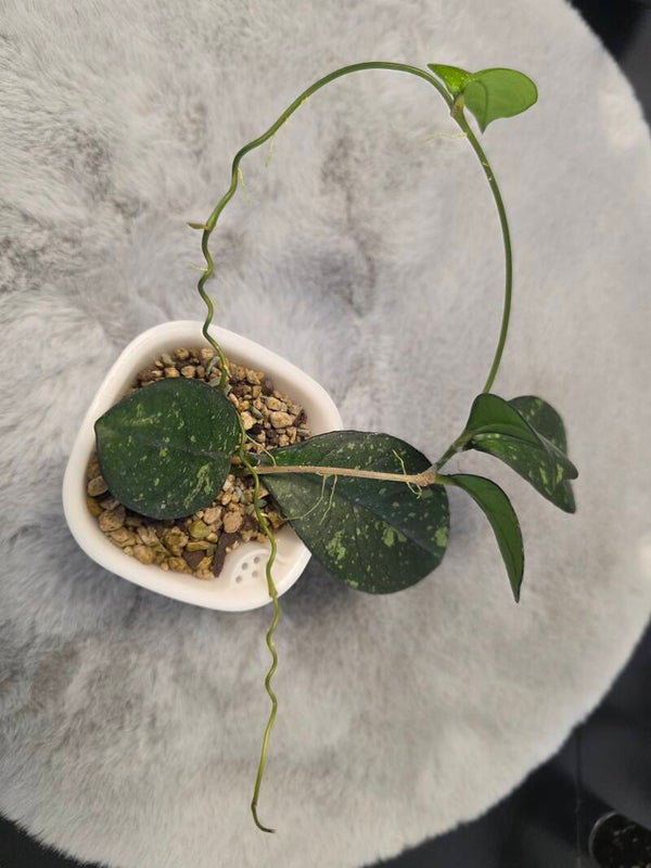 💚 Hoya crassipetiolata Splash round Leaf bewurzelte Pflanze 💚