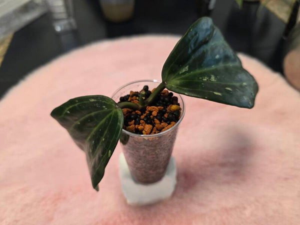 💚 Hoya latifolia splash Top Cutting💚