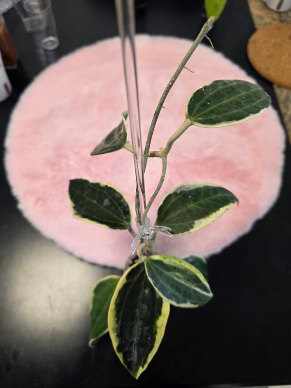 💚 Hoya latifolia Albo Albomarginata outer Variegata  💚