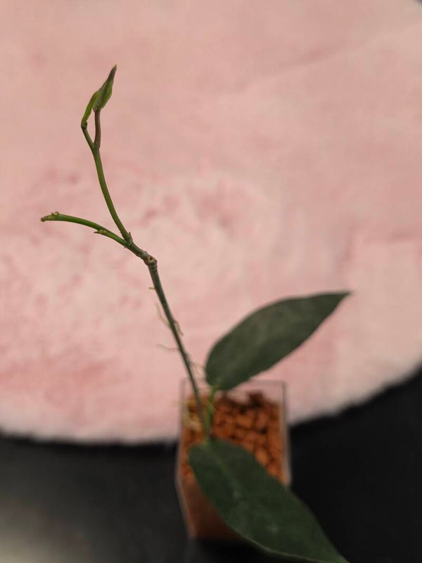 💚 Hoya onychoides top Cutting 💚