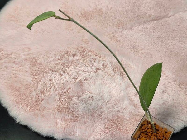 💚 Hoya erythrostemma Silver Ghost Top Cutting 💚