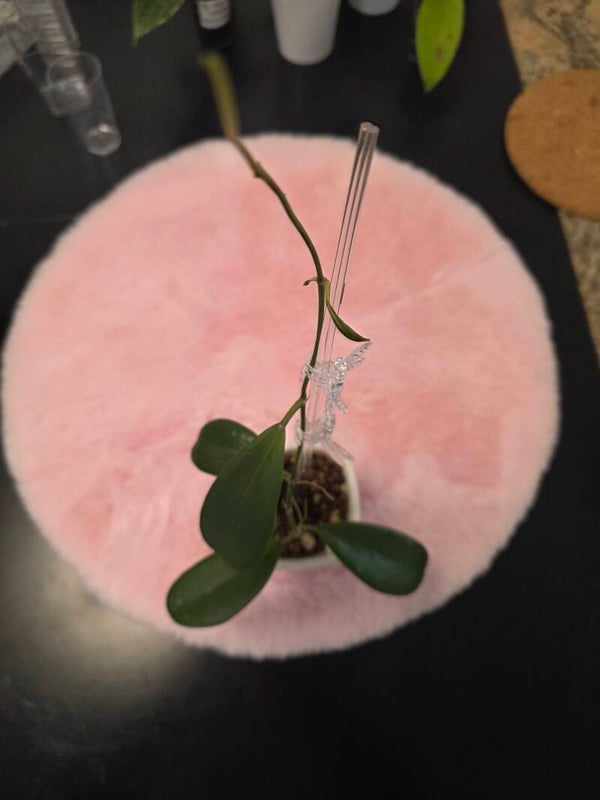 💚 Hoya skinneriana top Cutting 💚