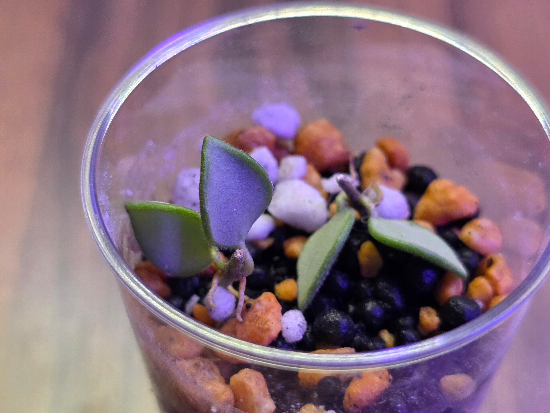 💚 sehr selten Hoya mamasa Top Cutting 💚