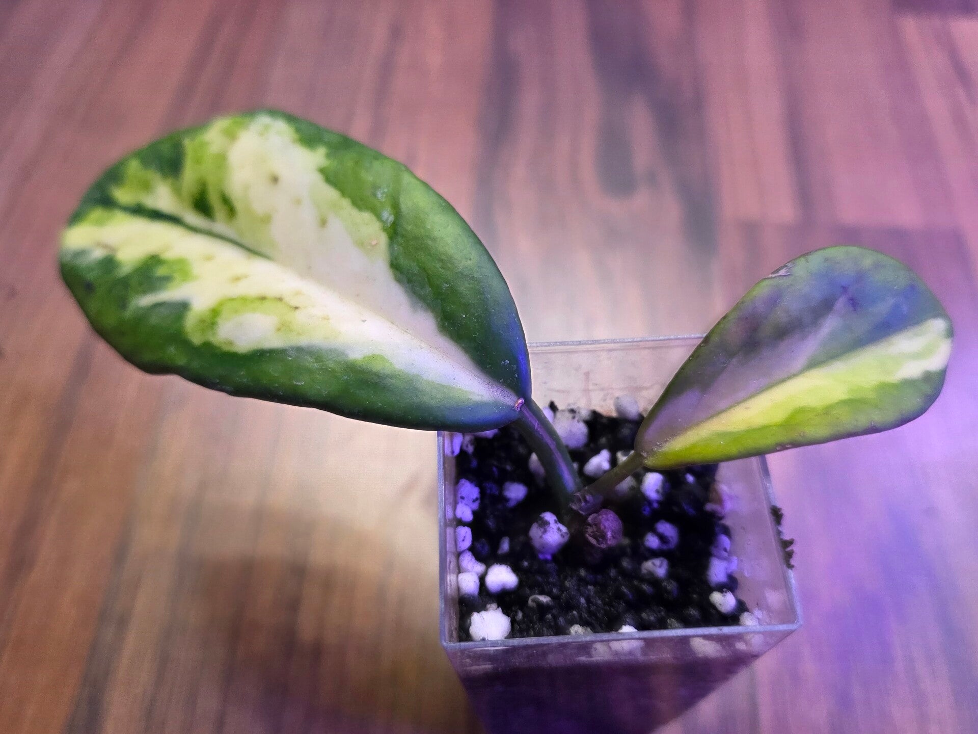 💚 Hoya diversifolia Maharani inner variegata bewurzelt 💚