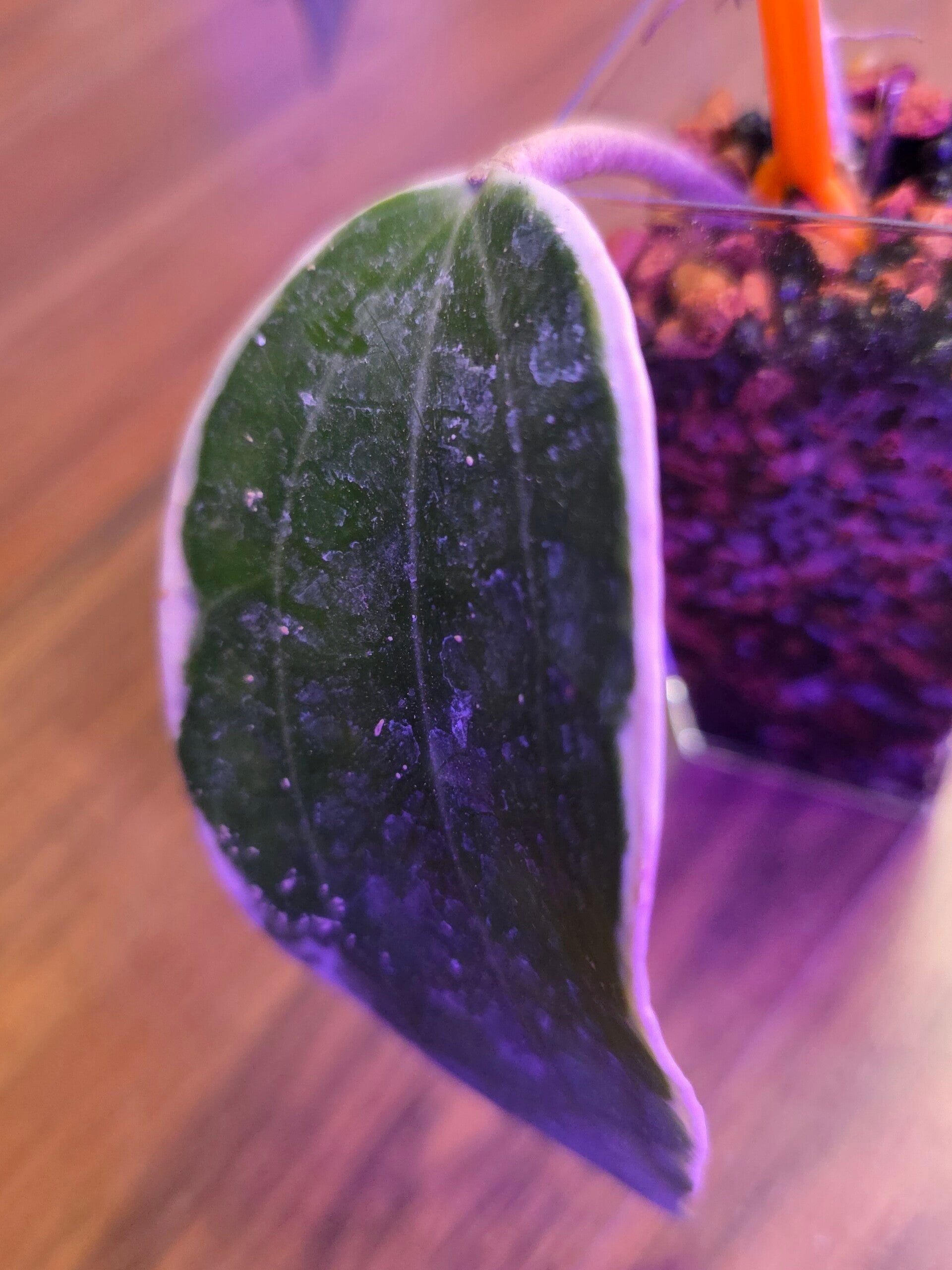 💚 Hoya latifolia outer variegata unbewurzelt 💚