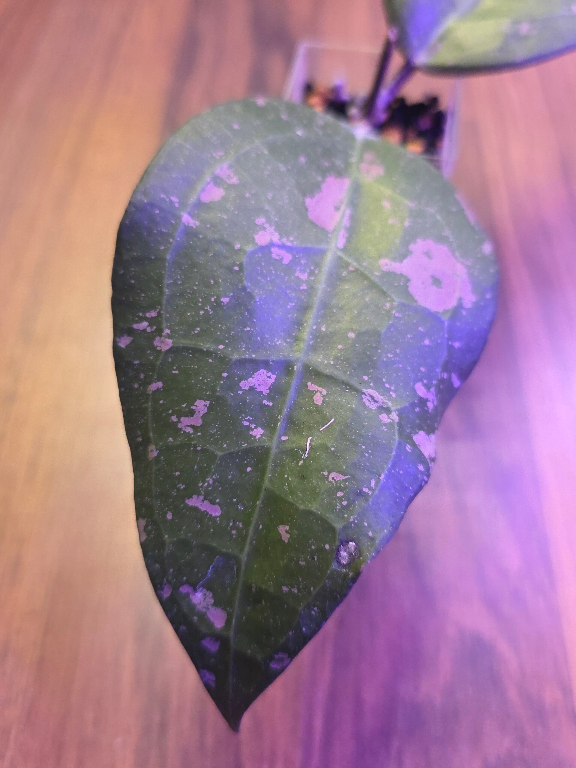 💚 sehr selten Hoya verticillata Bird of Paradise