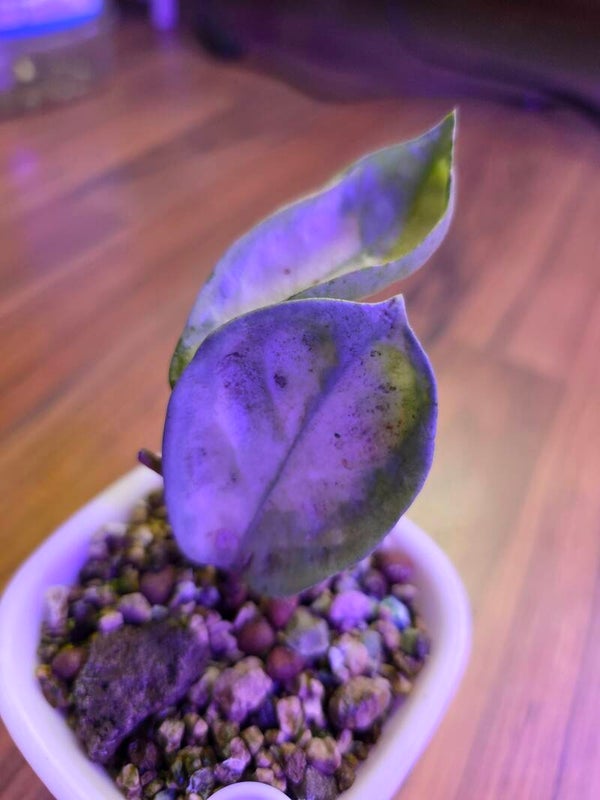 💚 Hoya carnosa Argentea Princess top Cutting 💚