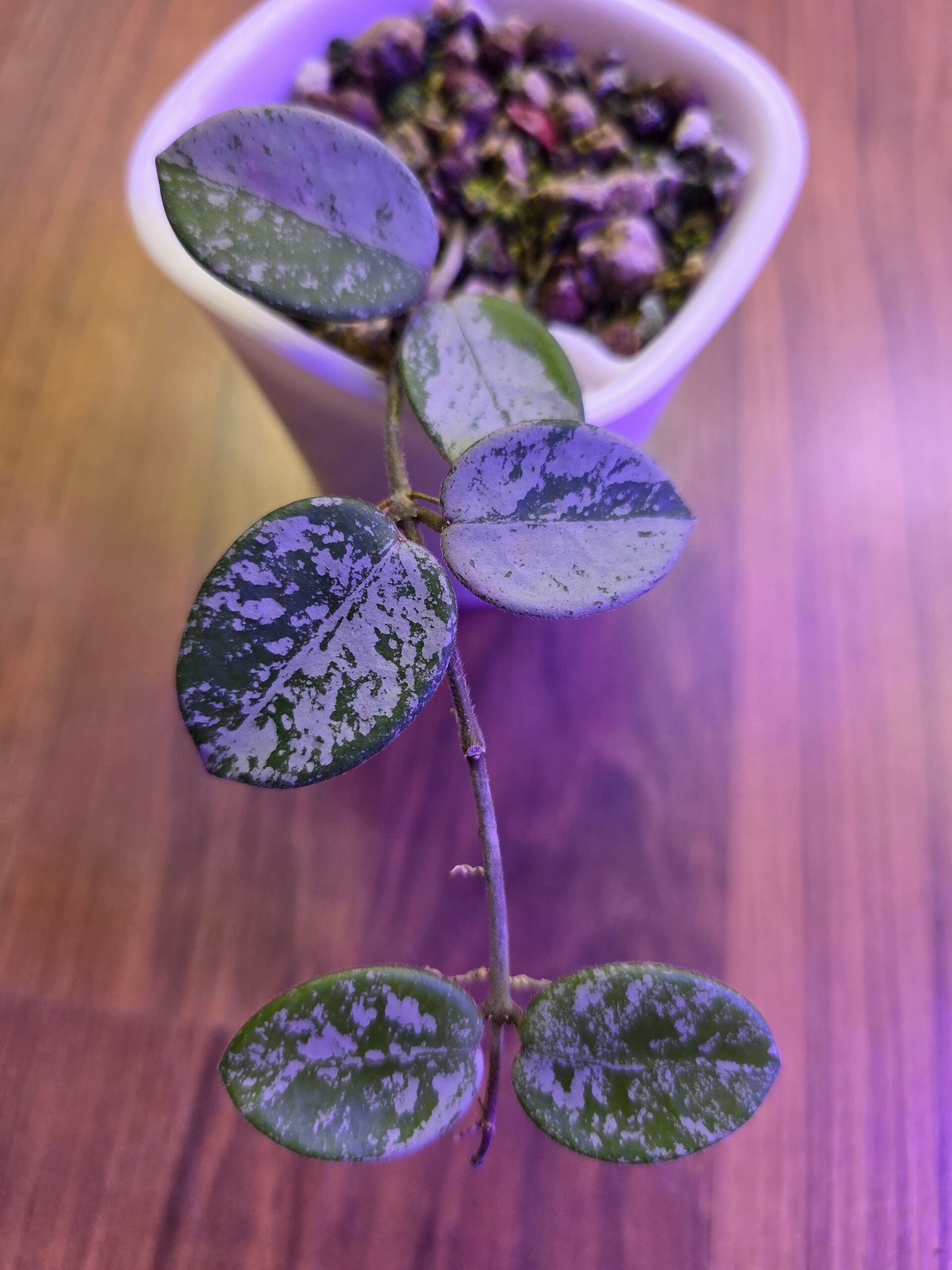 💚 Hoya mathilde Silver Clone high Splash 💚