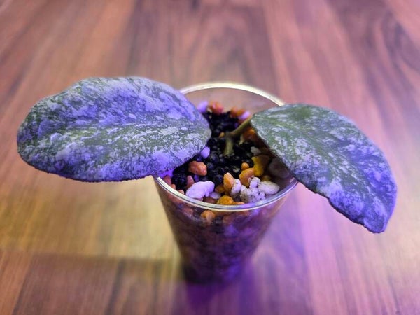 💚 Hoya waymaniae Kapuas cloudy Sky top Cutting 💚