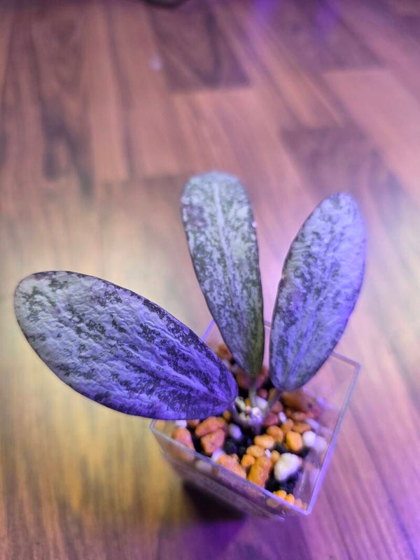 💚 Hoya sigillatis full Silver rare Sehr selten top Cutting 💚