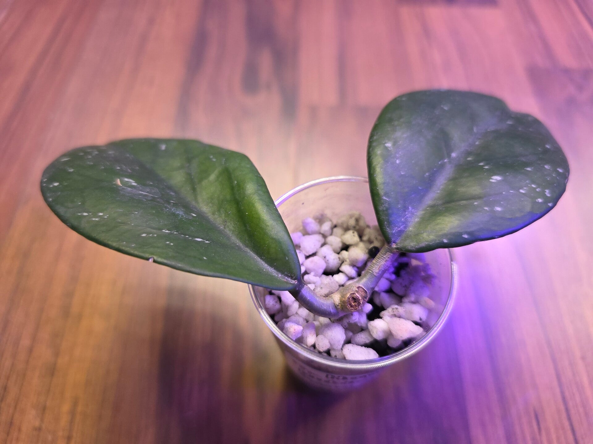 💚 Hoya Hybride Sao 111 pubicalyx X fungii 💚