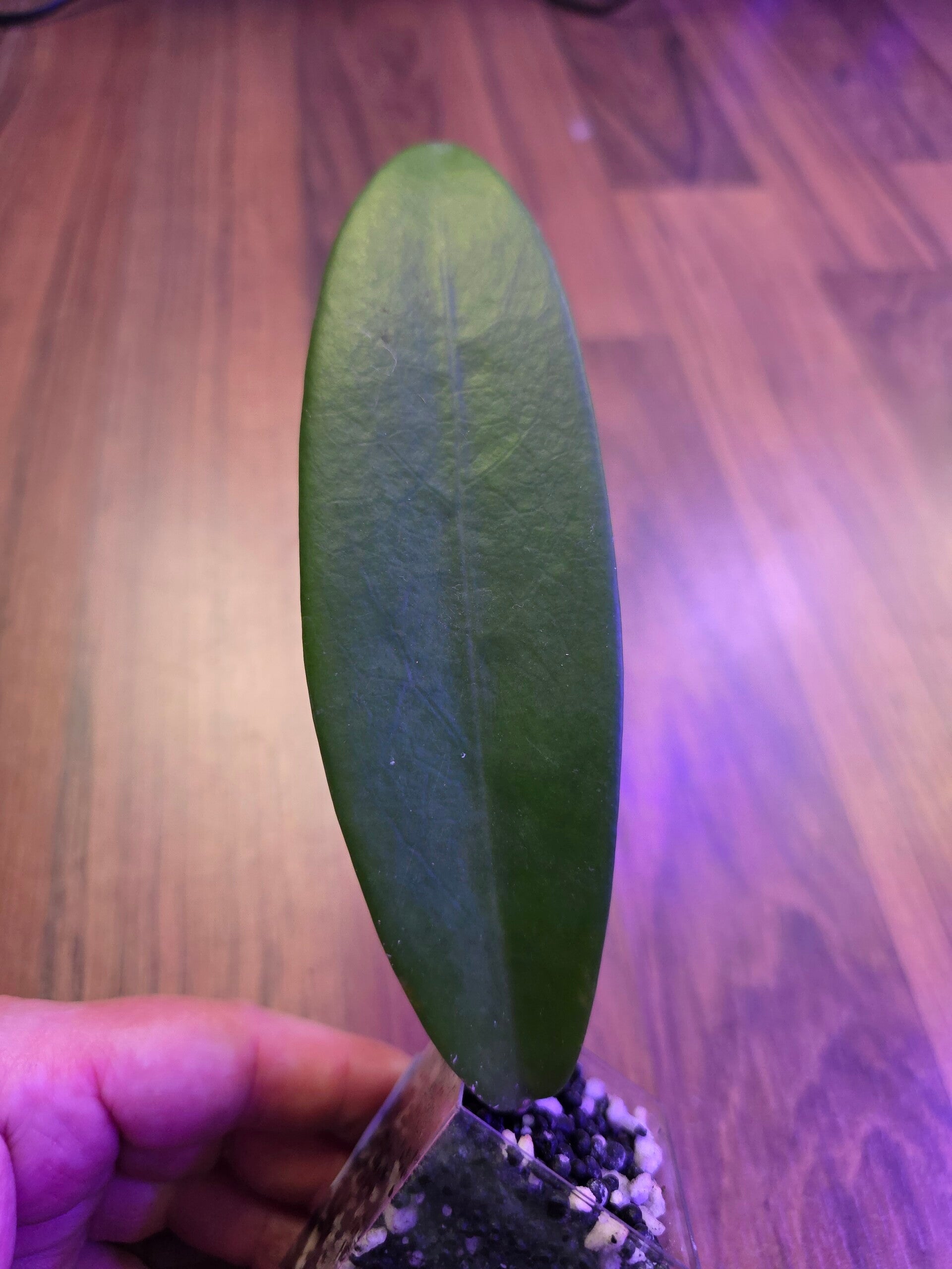 💚 Hoya Sp. Aff. pubicalyx Pink Dragon 💚