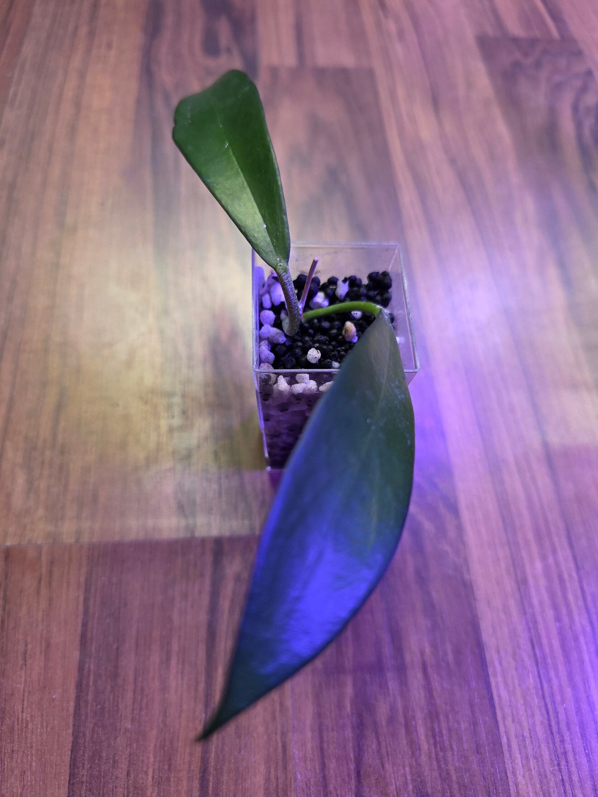 💚 Hoya pubicorolla Sp. anthracina Black Dragon 💚