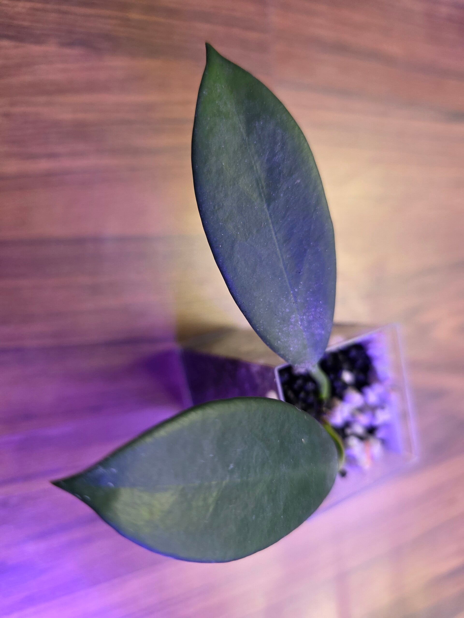 💚 Hoya Hybride Kicki mindorensis X davidicummingii top Cutting 💚