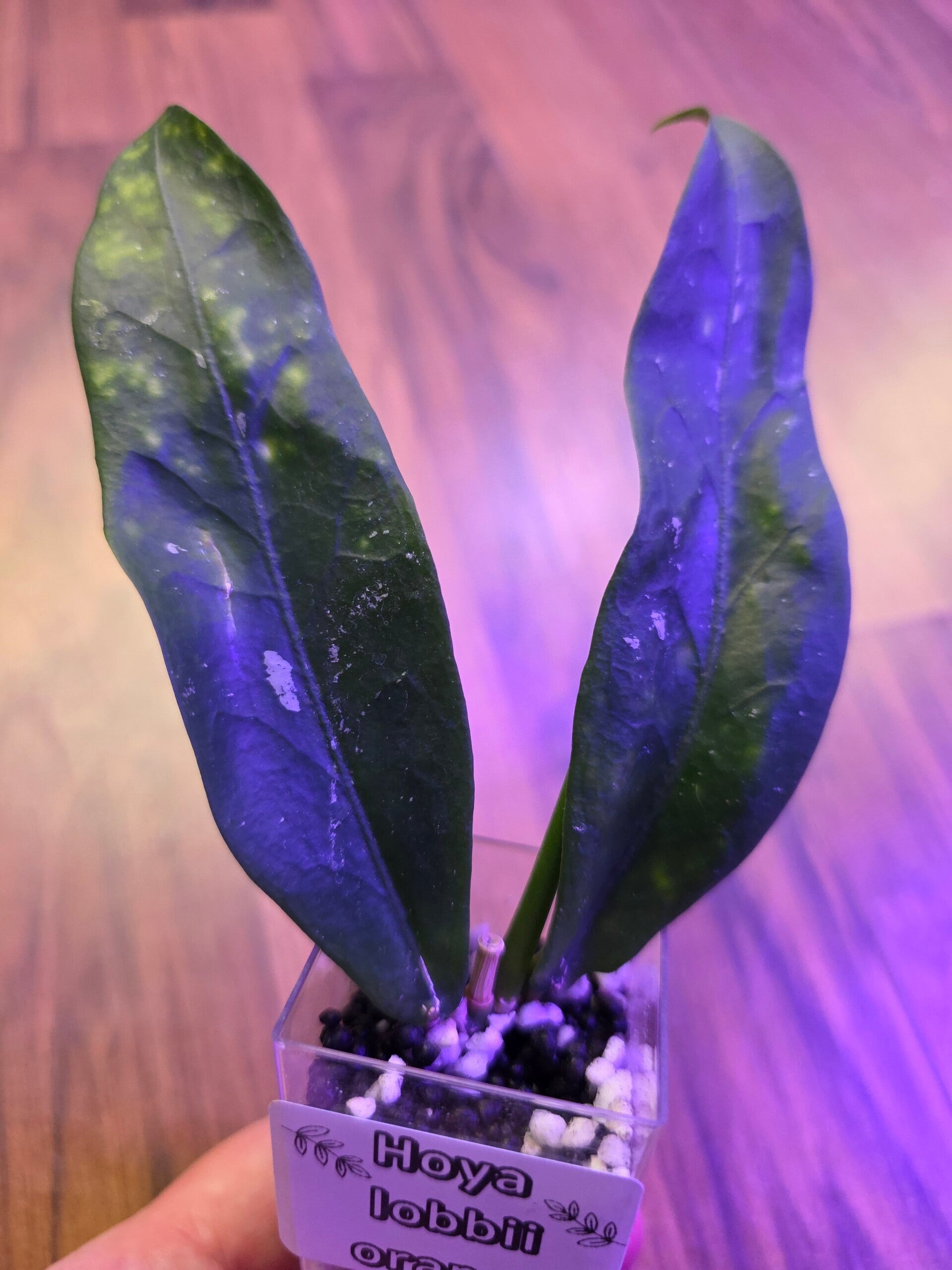 💚 Hoya lobbii orange Splash 💚