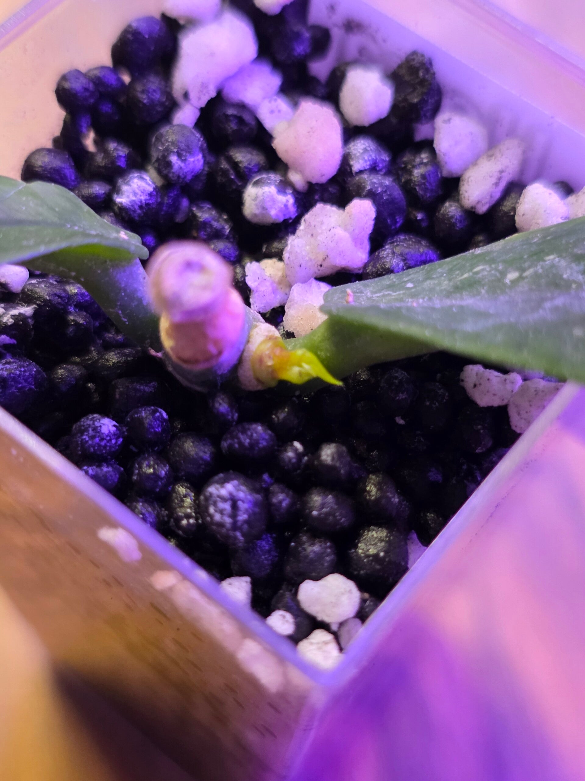 💚 Hoya lobbii Red bewurzelt Top Cutting 💚