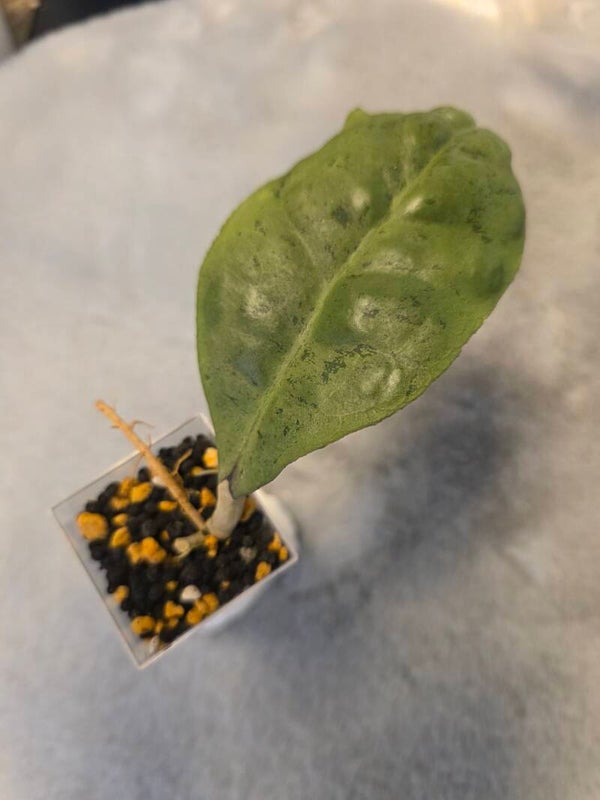 💚 Hoya forbesii Silver top Cutting 💚