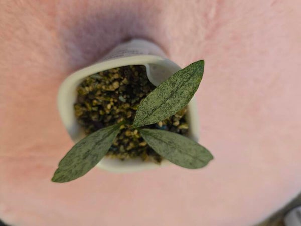 💚 Hoya amicabillis Silver bewurzeltes Pflänzchen 💚