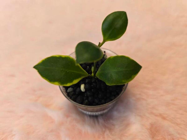 💚 Hoya heuschkeliana outer variegata Kopfsteckling 💚