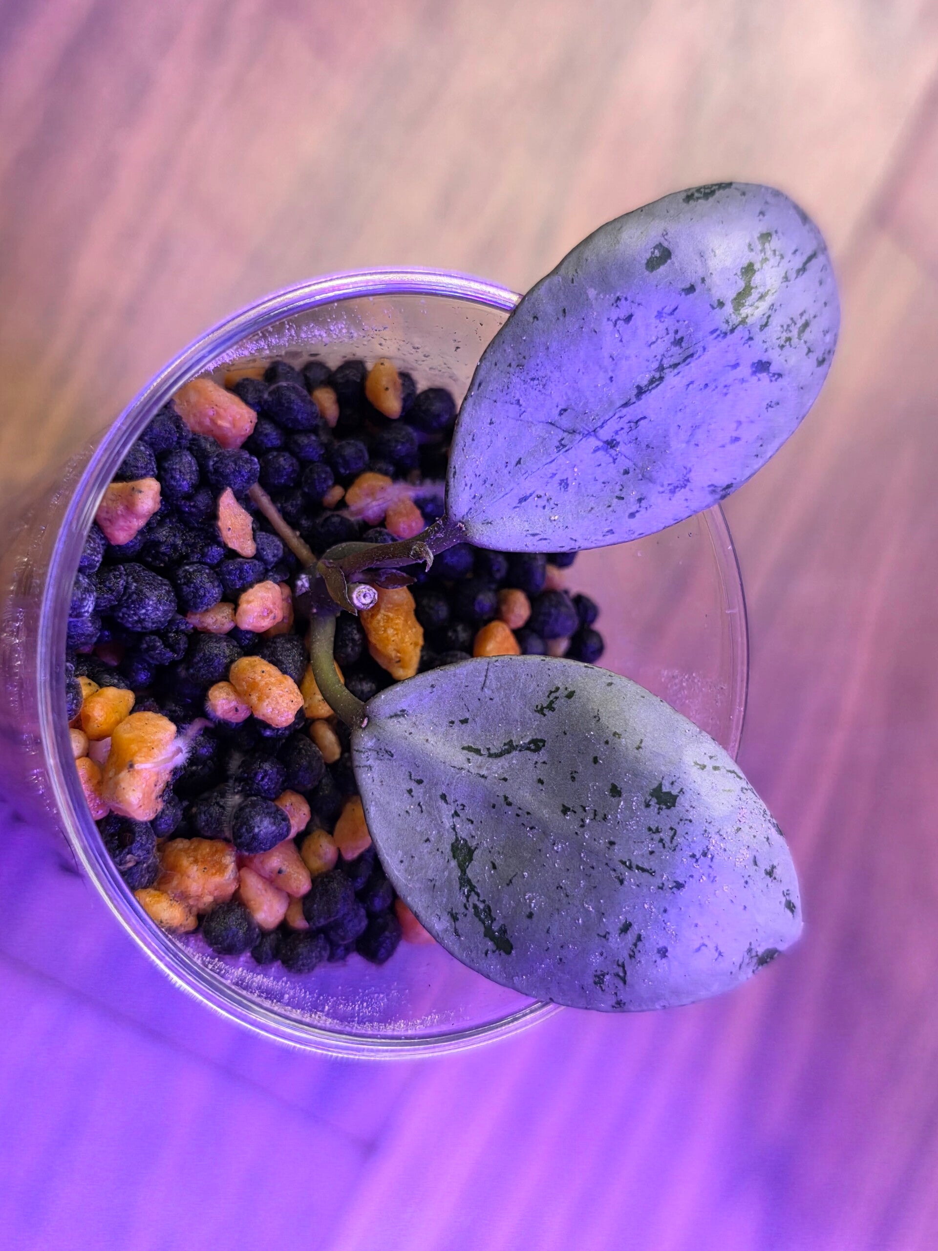 💚 sehr selten Hoya lacunosa Sulcata Silver bewurzelt Top Cutting 💚