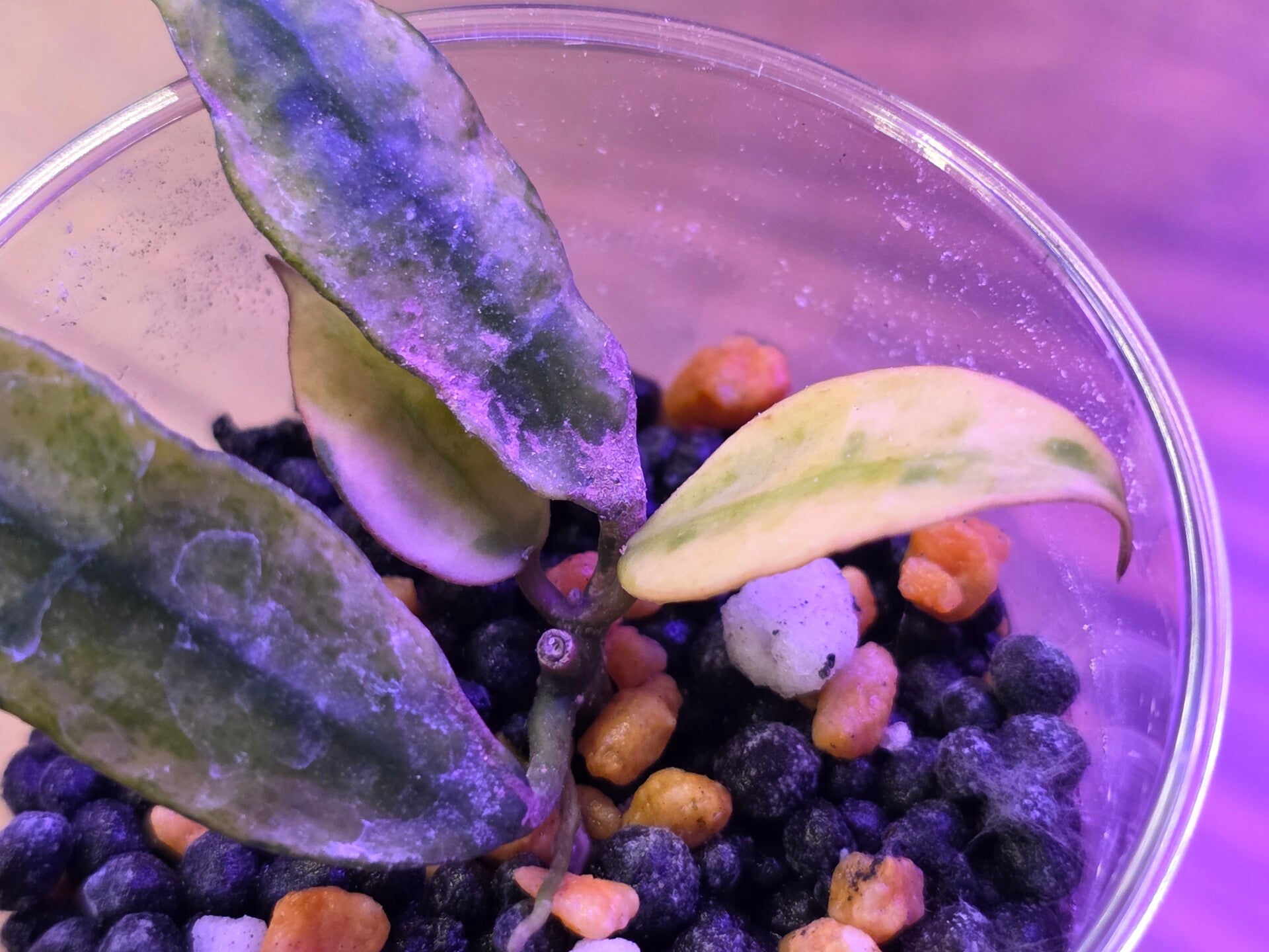 💚 Hoya lacunosa Gold Lunar bewurzelt 💚