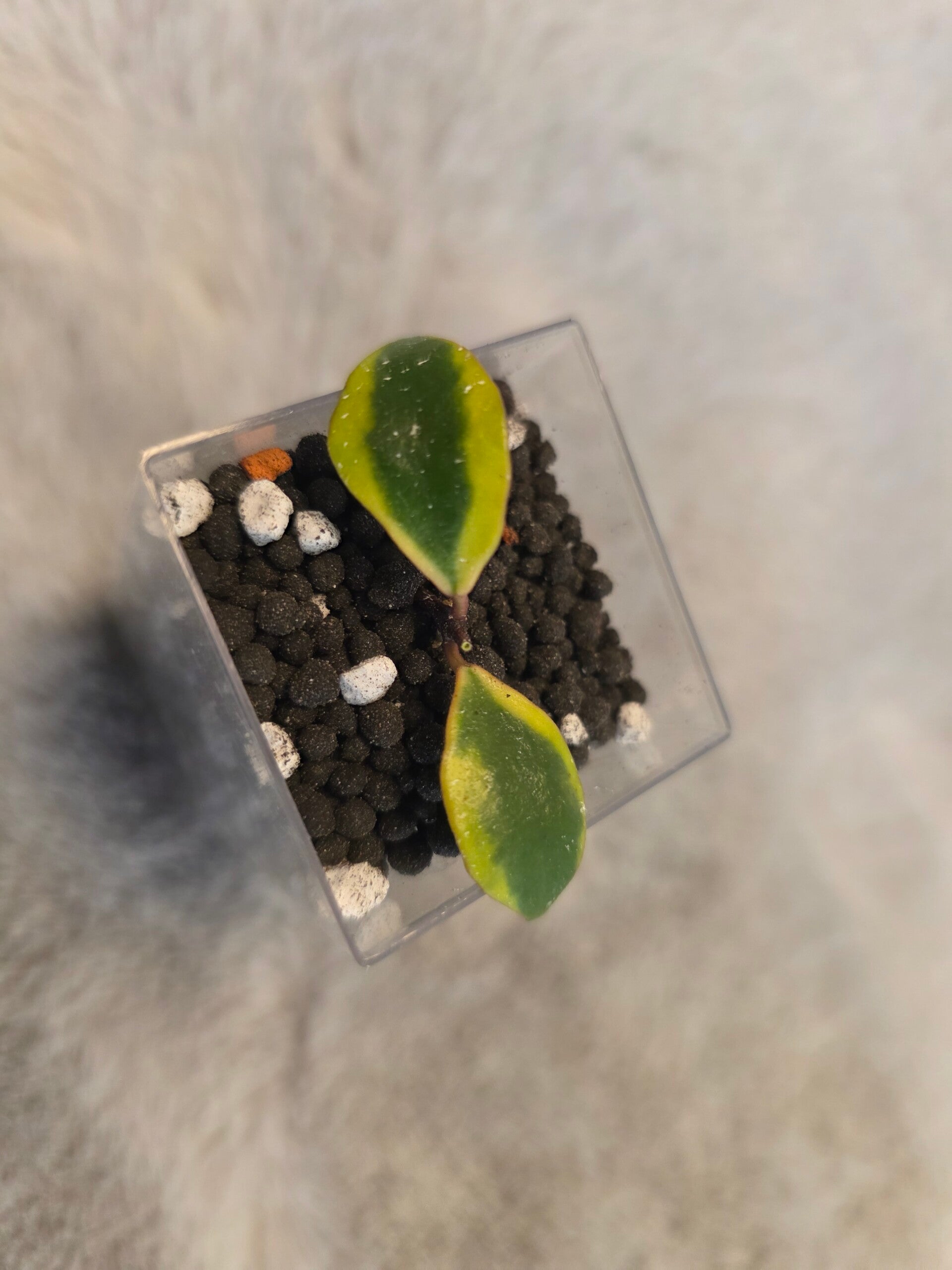 💚 sehr selten Hoya bakoensis outer Variegata Top Cutting 💚