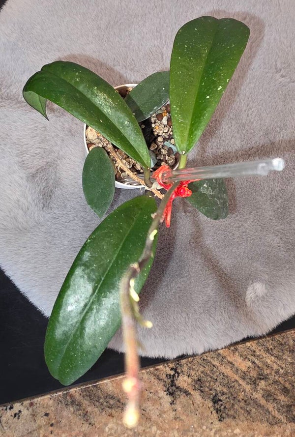 💚 Hoya vitellinoides x Sp Ut. 001 Hybride Top aktiv wachsende Pflanze 💚