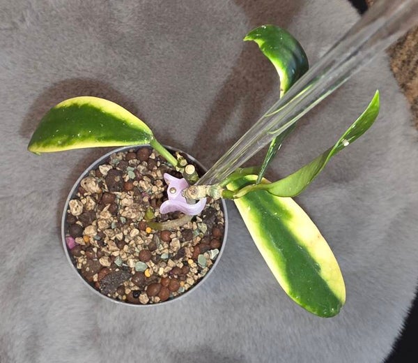 💚 Hoya diversivolia albo outer Variegata bewurzelte Pflanze 💚