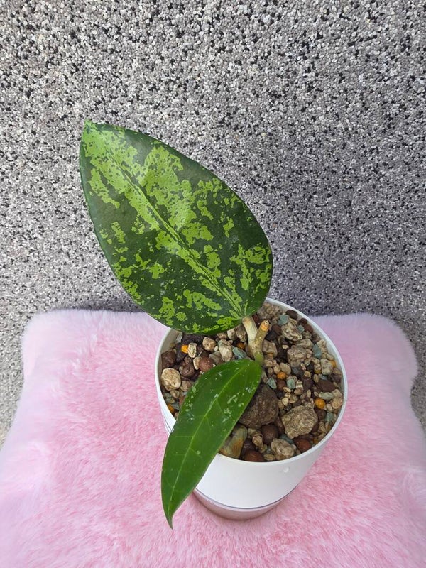 💚 Hoya ( verticillata )  Khun Tan High Splash top selten Cutting 💚