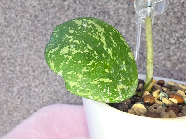 💚 Hoya obovata Splash Top Cutting 💚