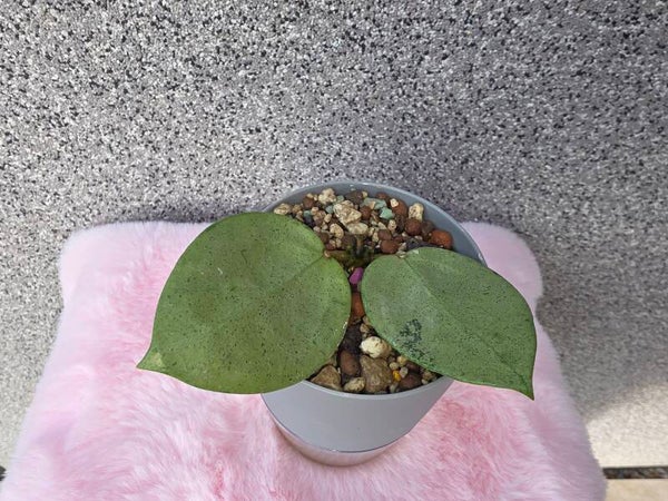 💚 Hoya verticillata Silver Heart top Cutting 💚