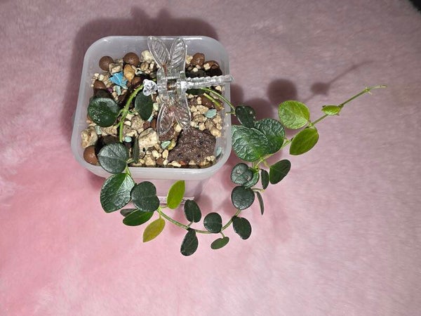 💚 Hoya mini Papua ( IM-08 ) 💚