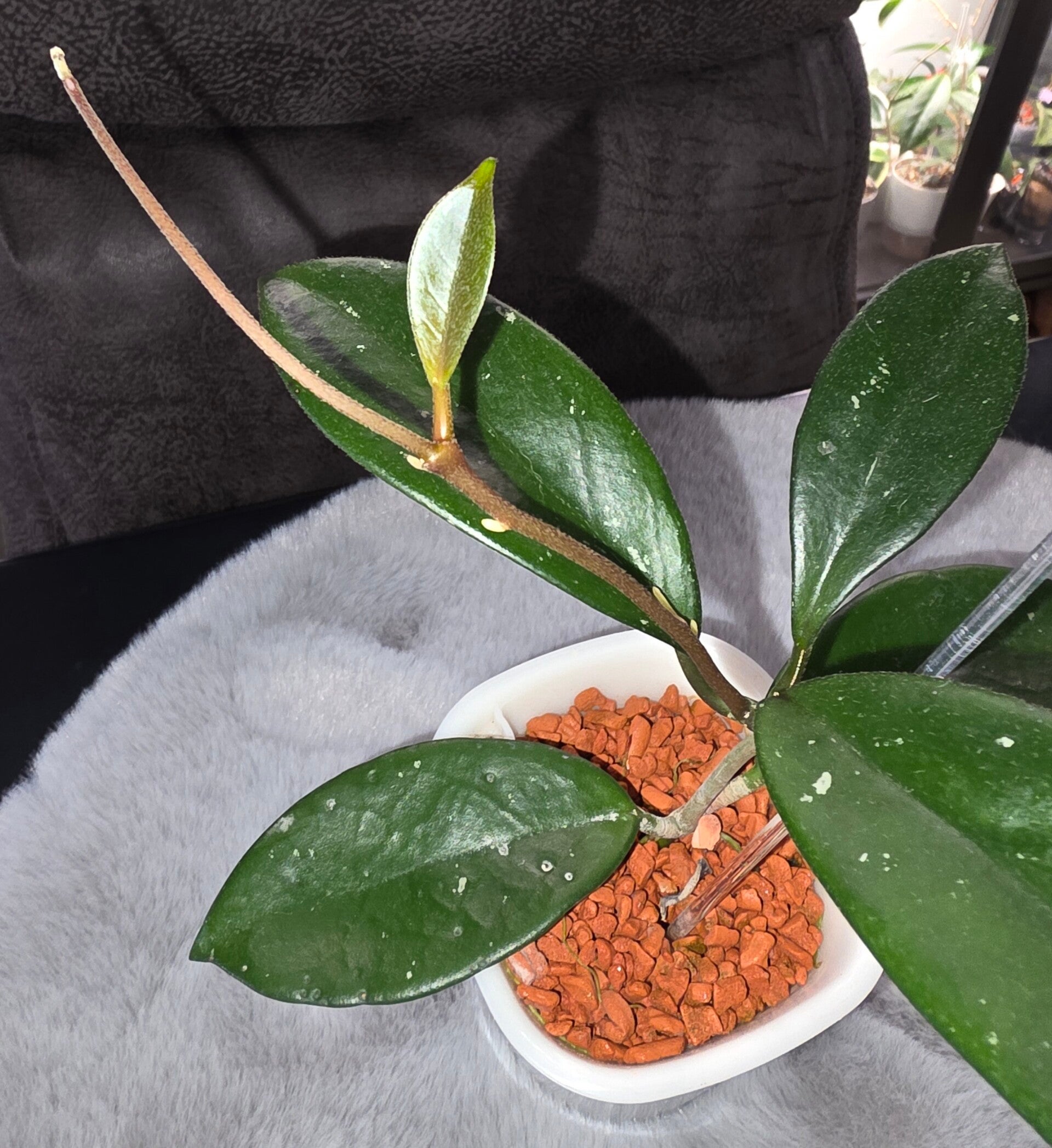 💚 Hoya skinneriana kleine Planze 💚