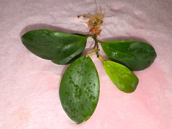 💚 Hoya mindorensis Pink Pflänzchen bewurzelt 💚